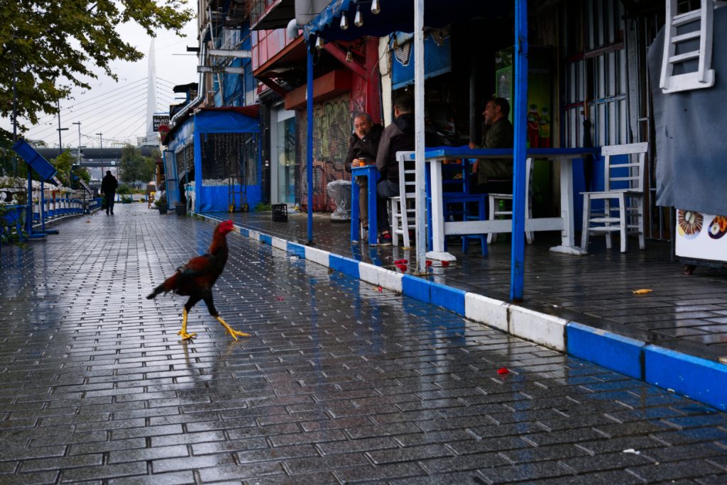 
A rooster crossing a wet, blue-and-white Istanbul street in front of local shops and cafés on a rainy day.